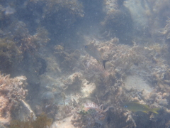 Haemulon carbonarium