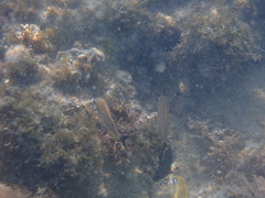 Haemulon carbonarium