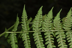 Diplazium viridissimum