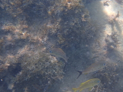 Haemulon carbonarium