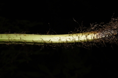 Diplazium viridissimum