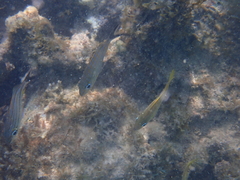 Haemulon carbonarium