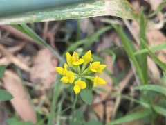 Lotus uliginosus