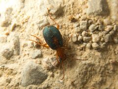 Brachinus