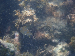 Haemulon carbonarium