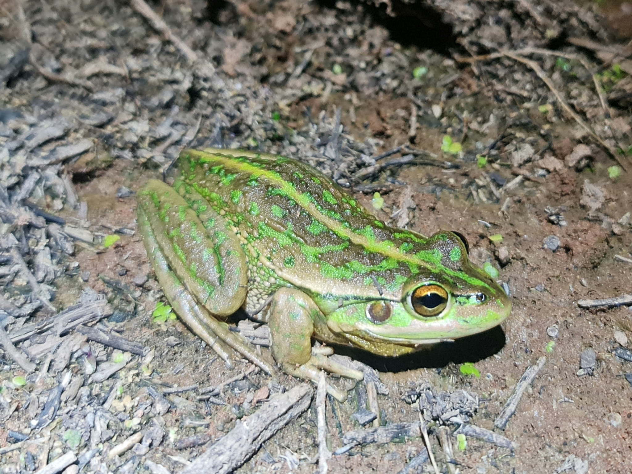 Warty Bell Frog (Litoria raniformis) photo by Max Tibby