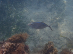 Caranx ruber