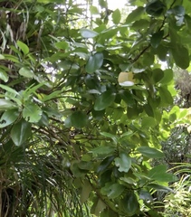 Griselinia lucida