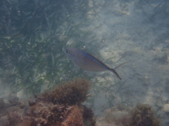 Caranx ruber