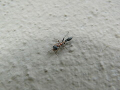 Pseudomyrmex gracilis