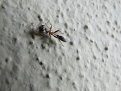 Pseudomyrmex gracilis
