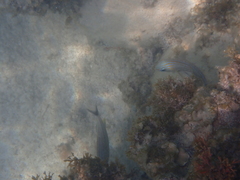 Haemulon carbonarium