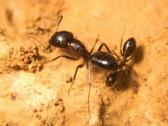 Camponotus sylvaticus
