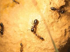Camponotus sylvaticus