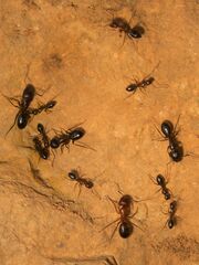 Camponotus sylvaticus