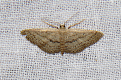 Scopula hypochra