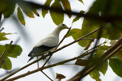 Ducula bicolor