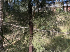 Exocarpos cupressiformis