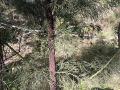 Exocarpos cupressiformis