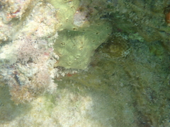 Clathria curacaoensis