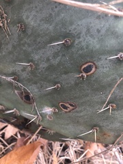 Phyllosticta concava