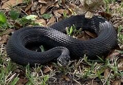 Nerodia fasciata pictiventris