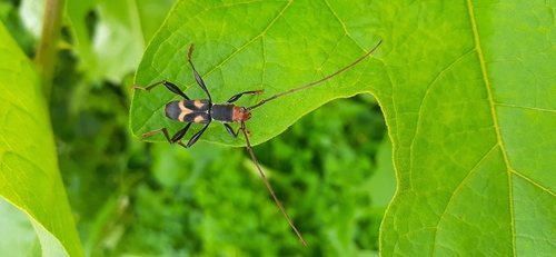 Aridaeus princeps