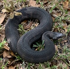 Nerodia fasciata pictiventris