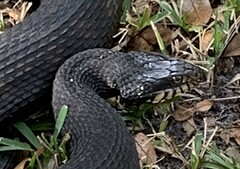 Nerodia fasciata pictiventris