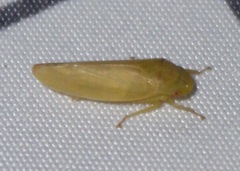 Gyponana