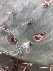 Phyllosticta concava