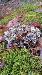 Platismatia tuckermanii