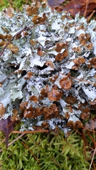 Platismatia tuckermanii