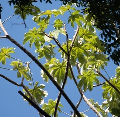 Cecropia peltata