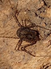 Scytodes globula