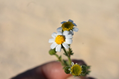 Perityle emoryi