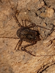 Scytodes globula