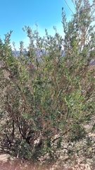 Chamaecytisus prolifer