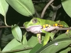 Phyllomedusa burmeisteri