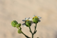 Perityle emoryi