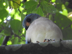 Accipiter trinotatus