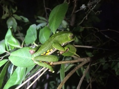 Phyllomedusa burmeisteri