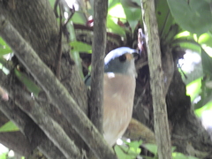 Accipiter trinotatus
