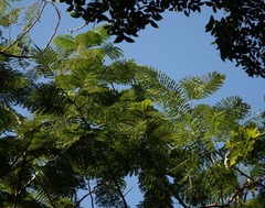 Delonix regia