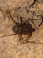 Scytodes globula