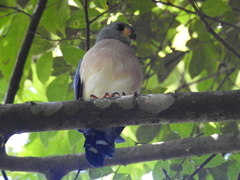 Accipiter trinotatus