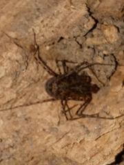 Scytodes globula