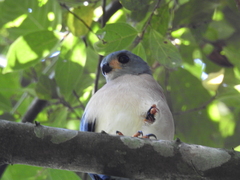 Accipiter trinotatus