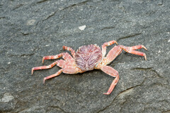 Grapsus
