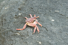 Grapsus